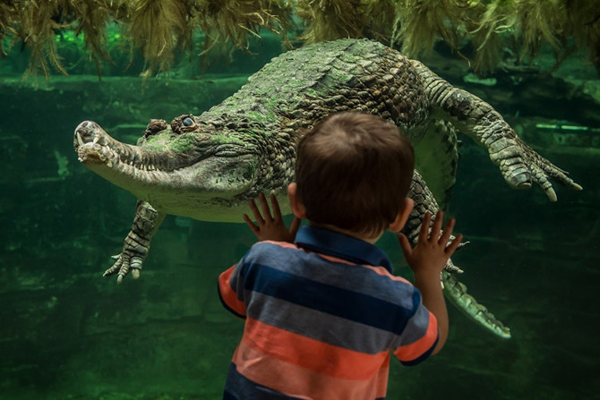 Making Chester Zoo even more engaging for visitors